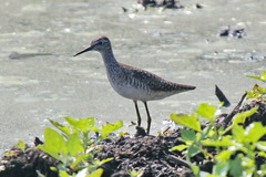 Tringa glareola