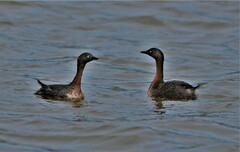 Poliocephalus rufopectus