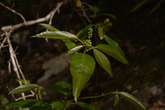 Croton verreauxii