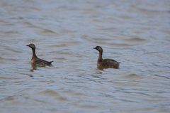 Poliocephalus rufopectus