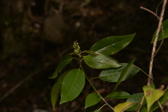 Croton verreauxii