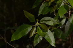 Croton verreauxii
