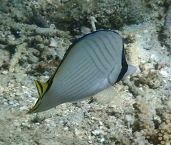 Chaetodon vagabundus