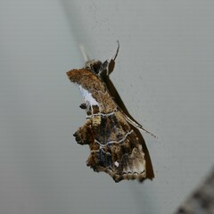 Arrade leucocosmalis