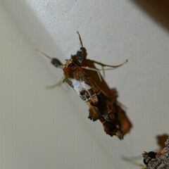 Arrade leucocosmalis