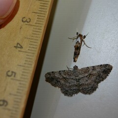 Arrade leucocosmalis