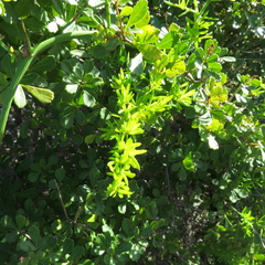Asparagus densiflorus