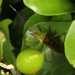 Amblypelta nitida
