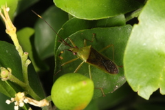 Amblypelta nitida