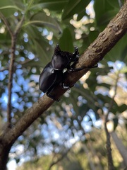 Xylotrupes australicus