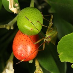 Amblypelta nitida