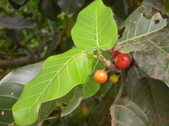 Ficus trichopoda