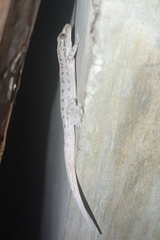 Hemidactylus frenatus