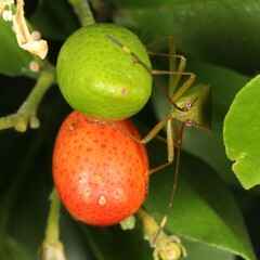 Amblypelta nitida