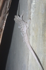 Hemidactylus frenatus