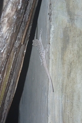 Hemidactylus frenatus
