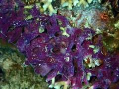 Chalinula nematifera