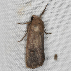 Proteuxoa