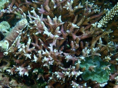 Seriatopora hystrix