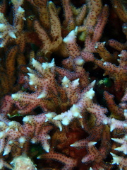 Seriatopora hystrix
