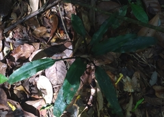 Disteganthus basilateralis