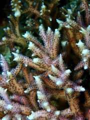 Seriatopora hystrix