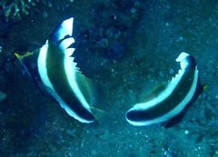 Heniochus chrysostomus