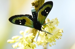 Chrysocale splendens