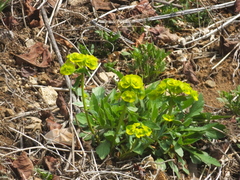 Euphorbia pekinensis