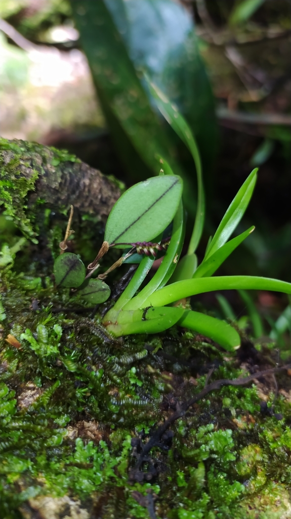 Trichosalpinx egleri