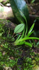 Trichosalpinx egleri