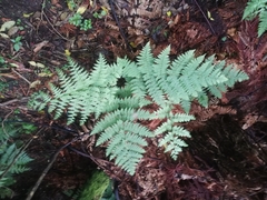 Histiopteris