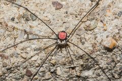 Leiobunum roseum