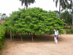 Hura crepitans