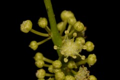 Croton verreauxii