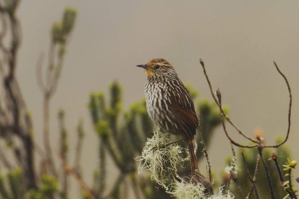 Asthenes flammulata image