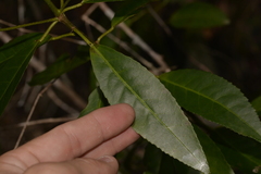 Croton verreauxii