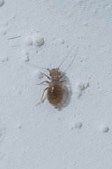 Lepinotus reticulatus