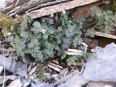 Paraquilegia anemonoides