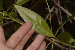 Croton verreauxii