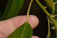Croton verreauxii