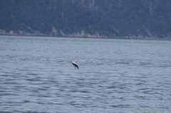 Sagmatias obscurus