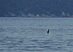 Sagmatias obscurus