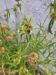 Leucas lavandulifolia