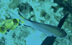 Amblyglyphidodon leucogaster