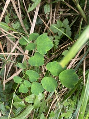 Thalictrum urbainii