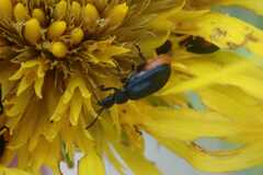 Gastrida abdominalis