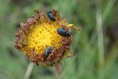 Gastrida abdominalis