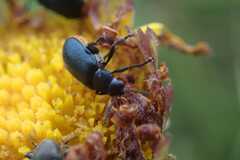 Gastrida abdominalis