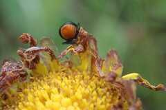 Gastrida abdominalis